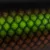 Emerald Shiner